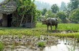 Büffel auf thailändischem Bauernhof