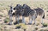 Zebragruppe im Etosha Nationalpark
