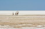 Giraffengruppe in der Etosha Salzpfanne