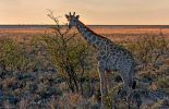 Giraffe abends im Etosha Nationalpark / Namibia