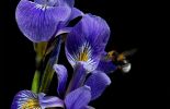 Irisblüte mit Besucher