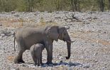 Elefantenkuh säugt Jungtier
