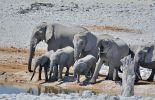 Elefantengruppe an Wasserstelle