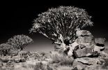 Köcherbaum / Namibia Kalahari