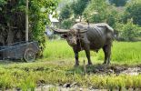 Büffel auf thailändischem Bauernhof
